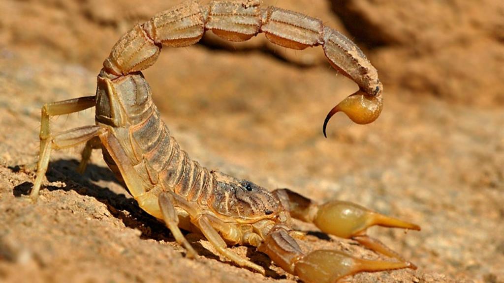 Un escorpión común.