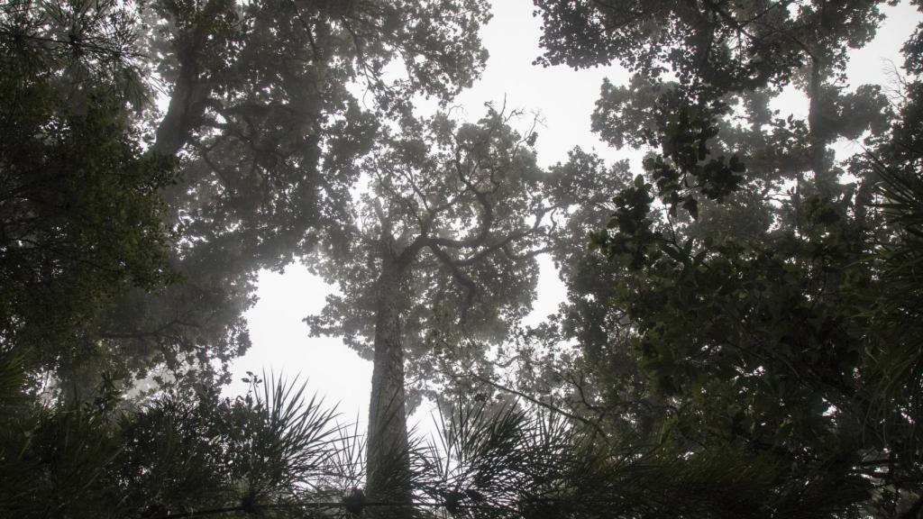 En el Parque Nacional Los Quetzales vive una de las mayores concentraciones del mundo.
