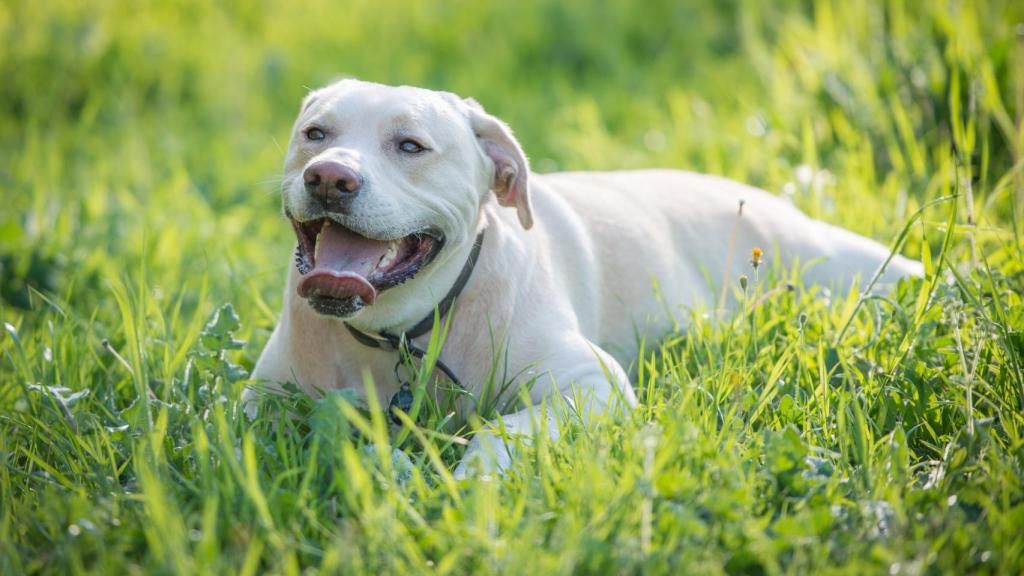 Otra imagen del perro.