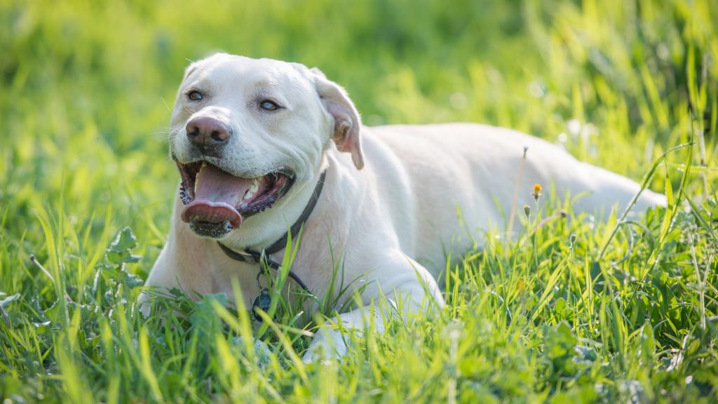 Blat, elperro entrenado para detectar cáncer de pulmón.