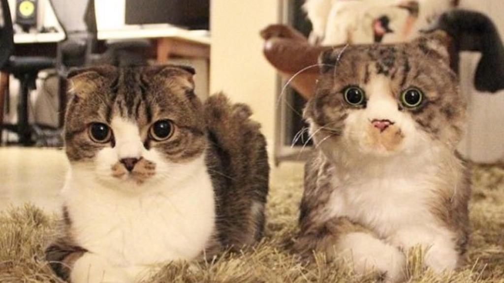 Gato real y gato de peluche