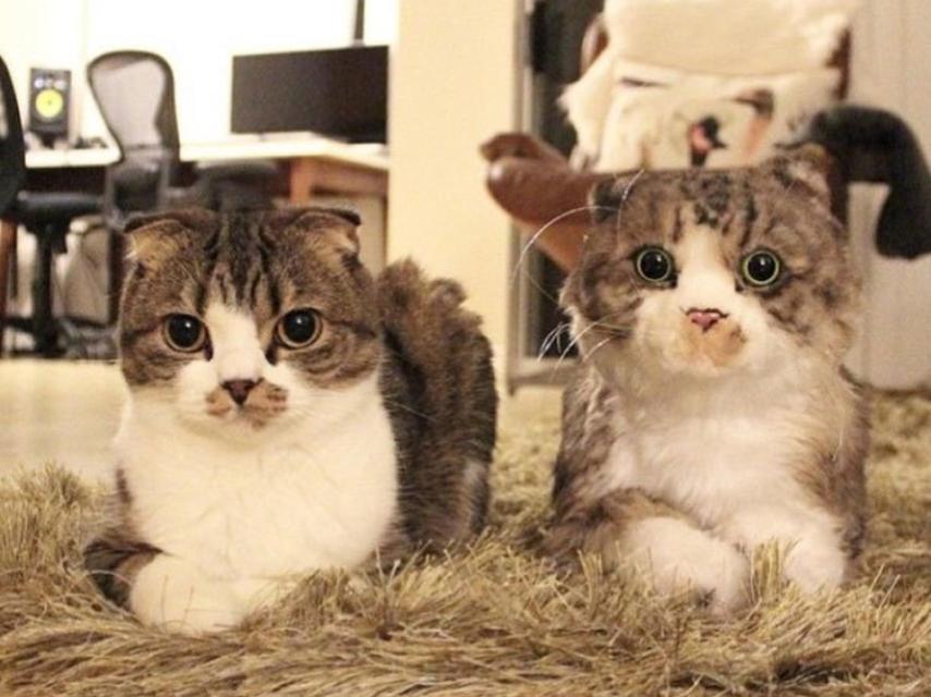 Gato real y gato de peluche