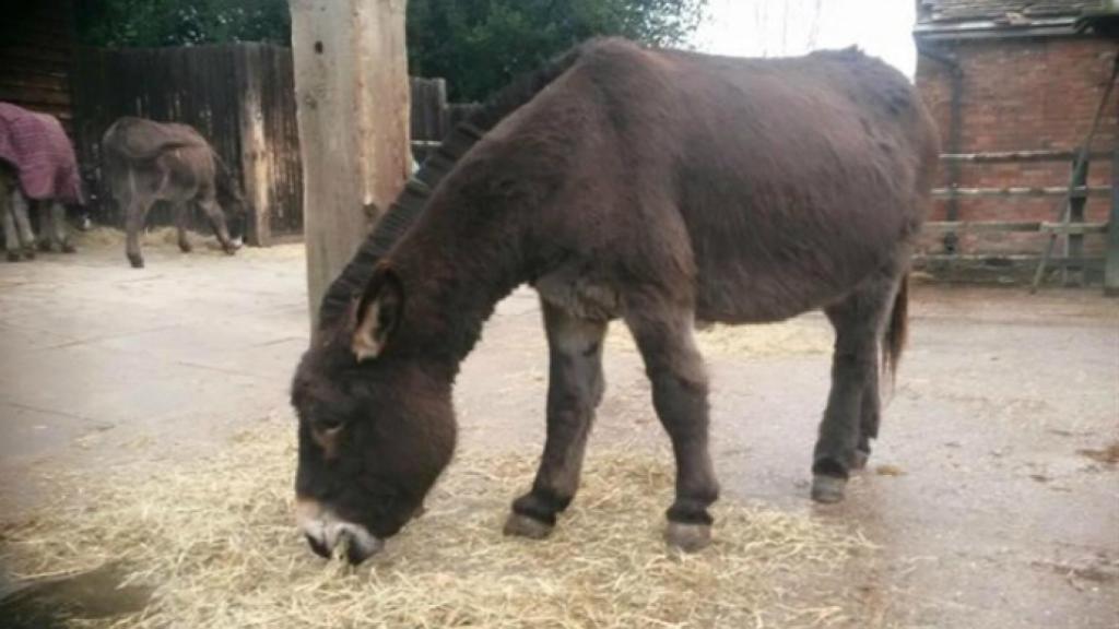 Imagen de archivo de un burro alimentándose