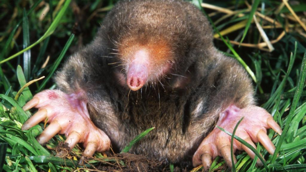 Ejemplar de topo con ojos minúsculos y grandes extremidades para excavar la tierra