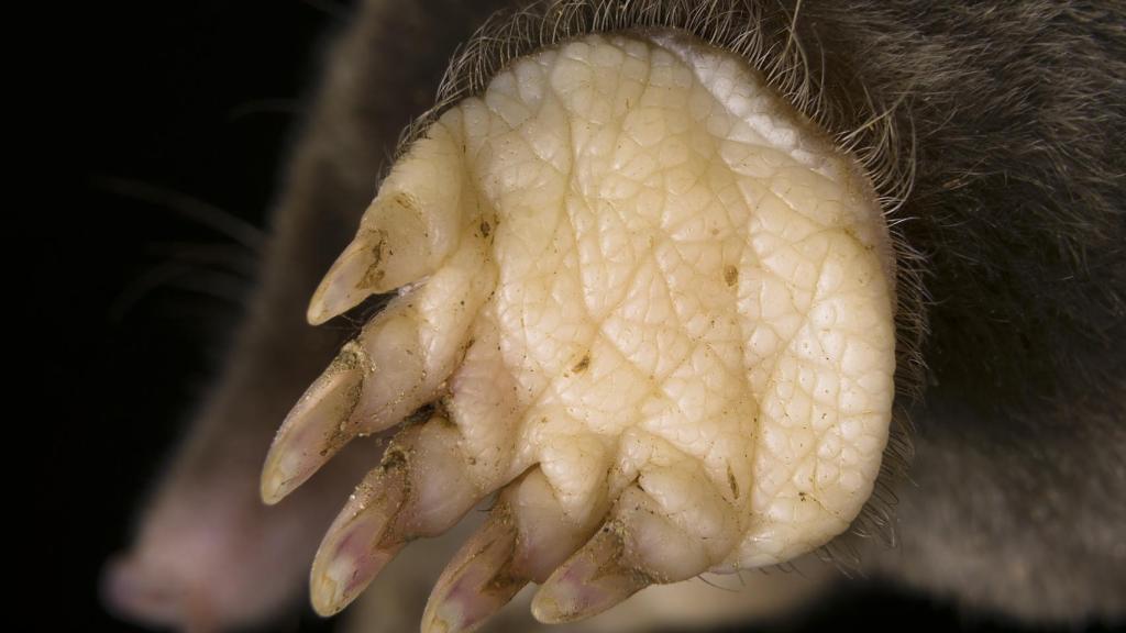 Pata anterior de topo europeo que usa para excavar largos túneles.