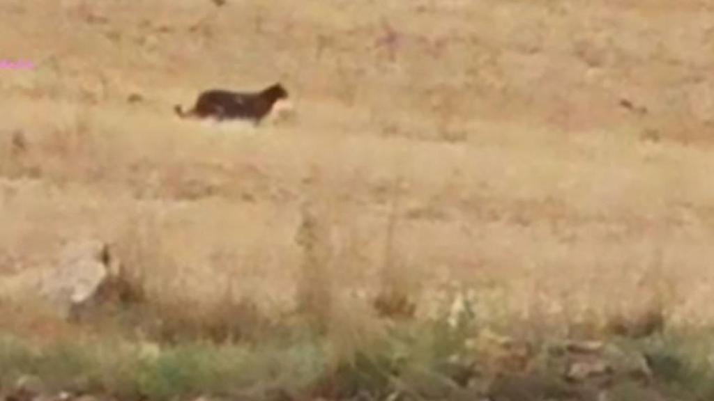 Imagen del animal emitida por la televisión local de Guadalajara.