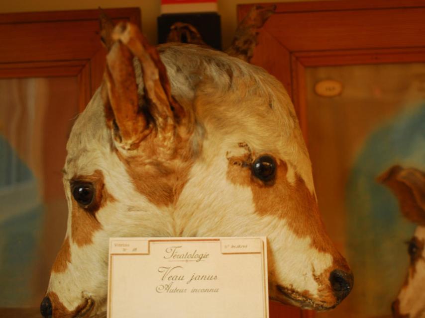 La doble cabeza de Janus, expuesta en el Museo Fragonard.