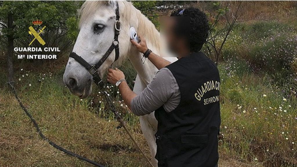 Fotografías facilitadas por la Guardia Civil que ha investigado a cincuenta personas.