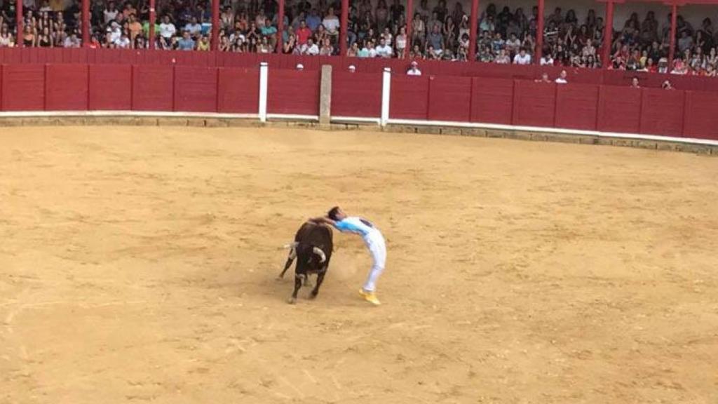 zamora toro cortes fiestas (2)