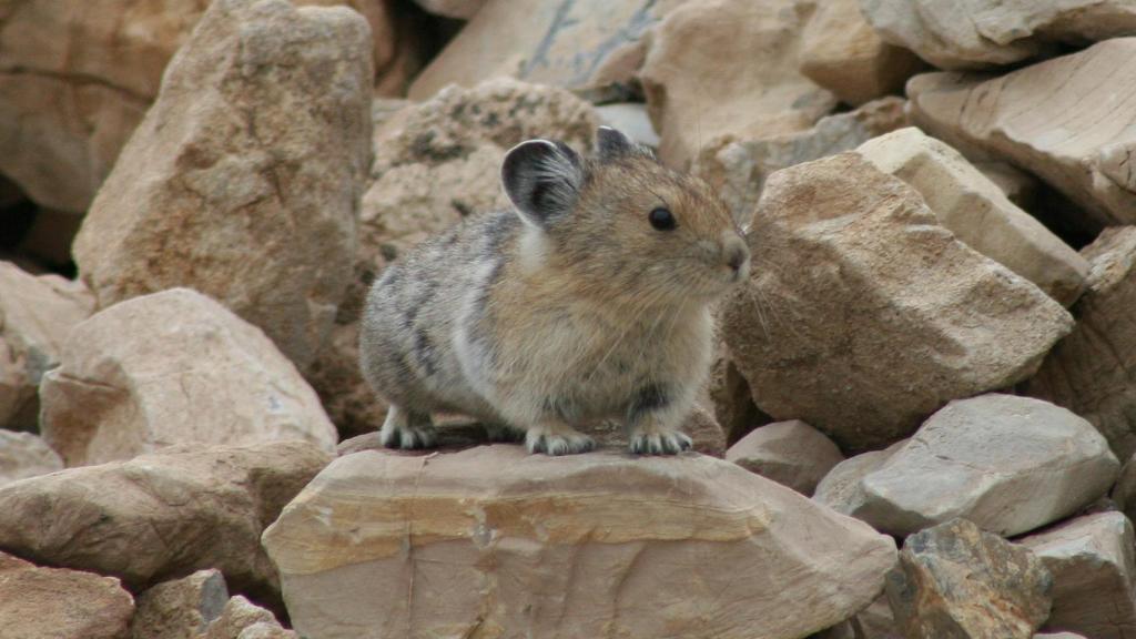 El pika americano.