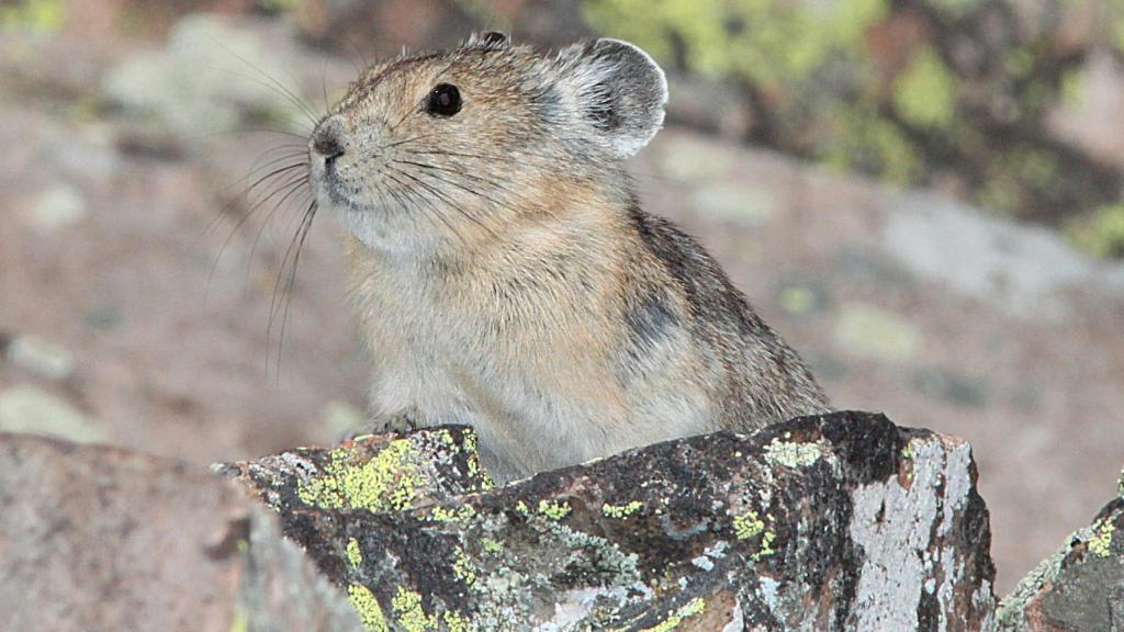 El pika americano.