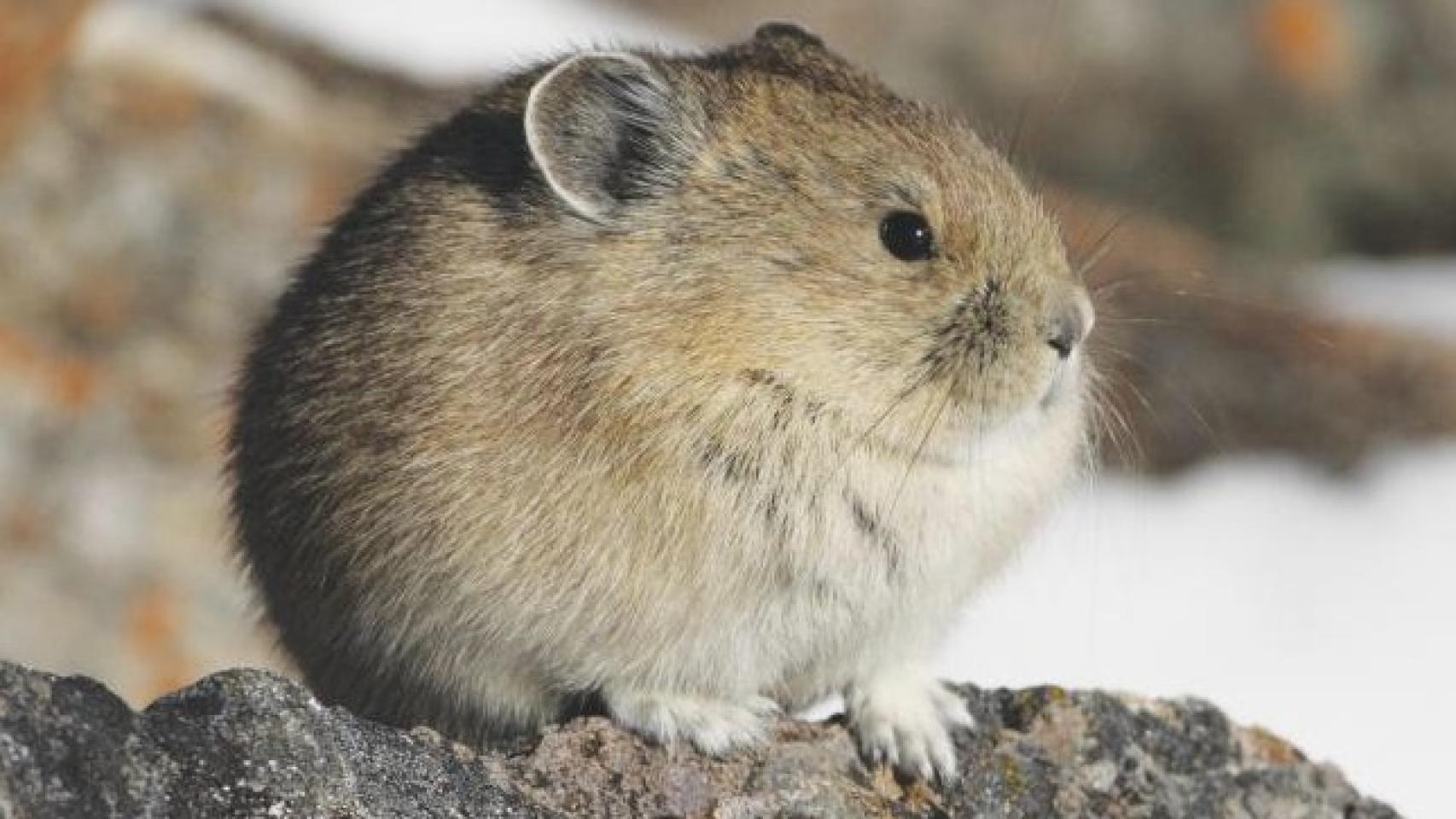 El pika americano en las Montañas Rocosas.