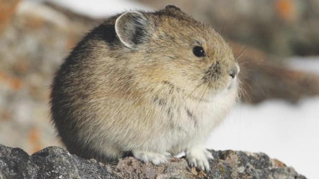 El pika americano en las Montañas Rocosas.