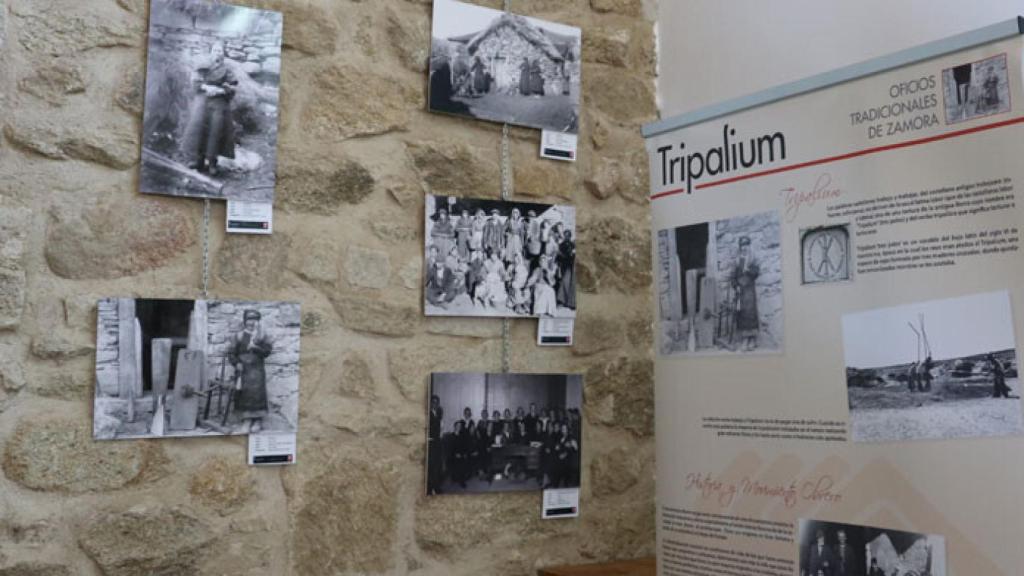 zamora tripalium (3)