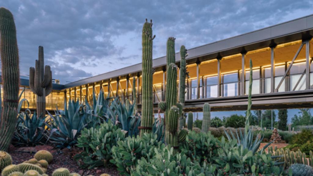 Image: Desert City, naturaleza artificial