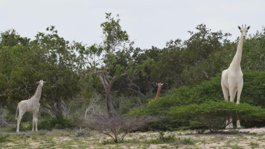 La jirafa blanca con su cría.