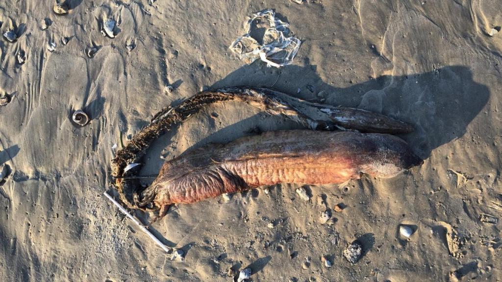 Otra vista de la criatura.