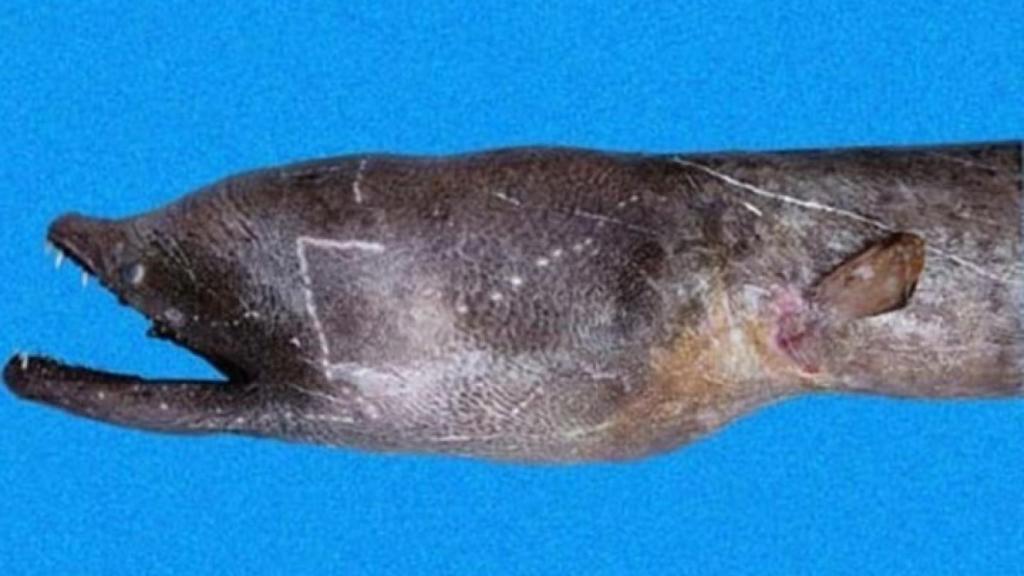 La anguila de colmillos.