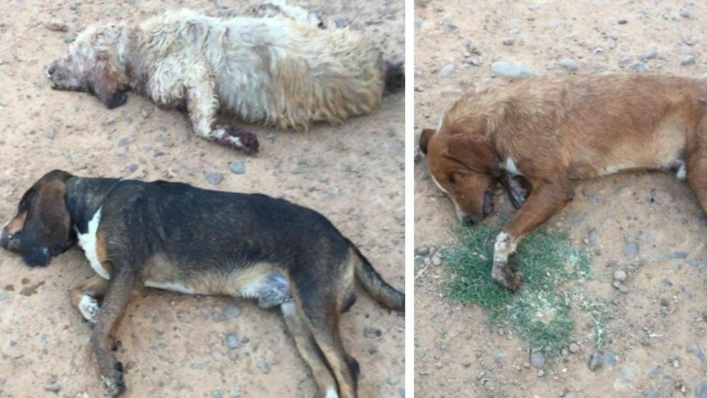 Así encontró Fran Alcalá a los perros envenenados.
