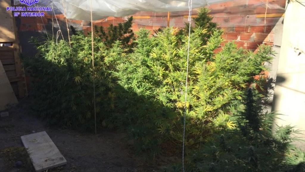 marihuana policia aldeamayor valladolid 1