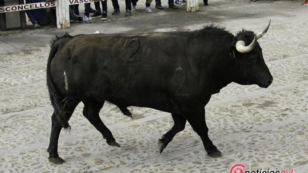 encierro lunes carnaval ciudad rodrigo (6)