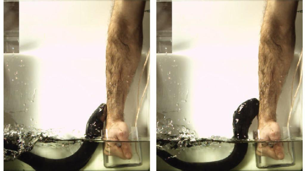 El momento en el que la anguila ataca al biólogo Kenneth Catania.