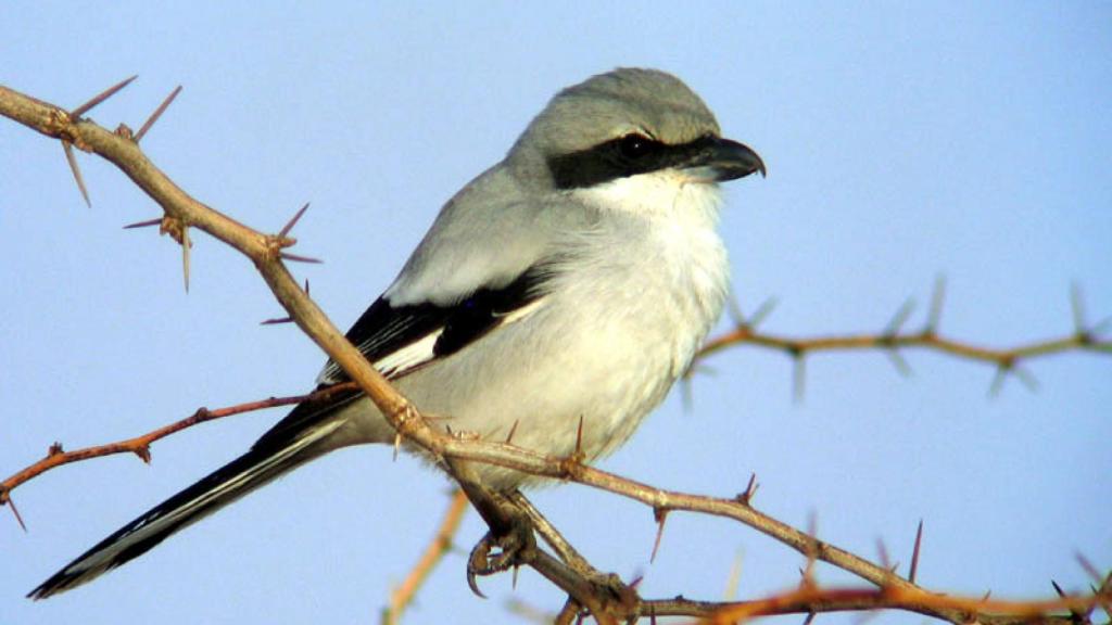 Alcaudón meridional.