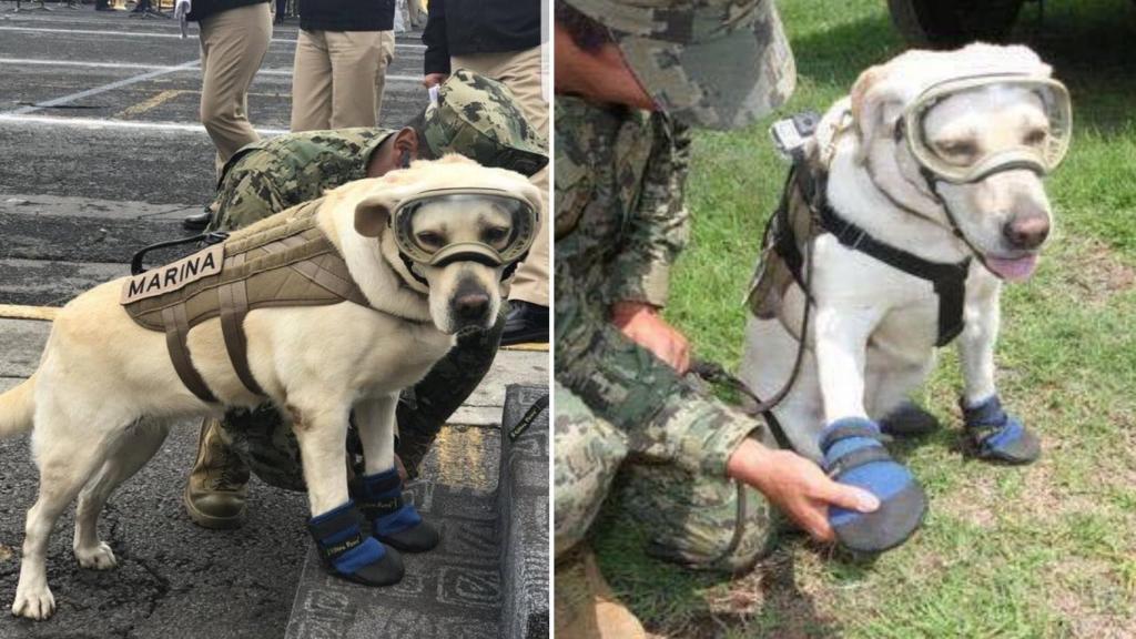 Frida, la perra de rescate, es saludada como una heroína por los mexicanos.