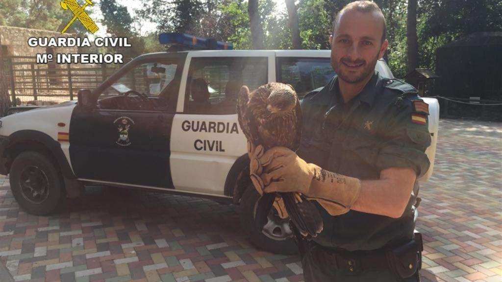Un ejemplar de milano negro ave  de interés especial.