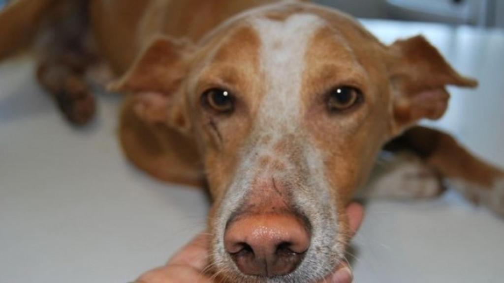 Perro abandonado.