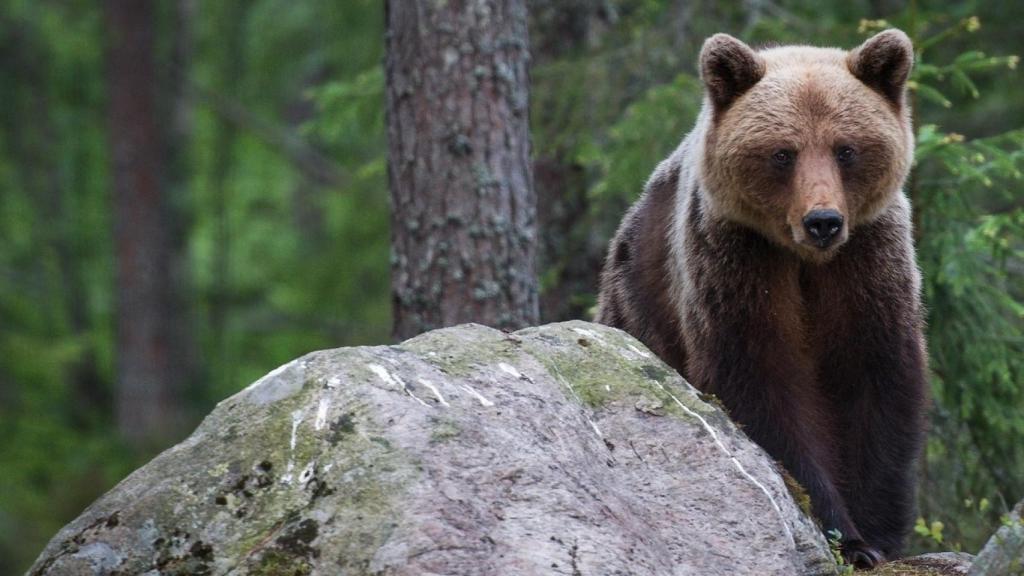 Oso pardo en el bosque boreal de Suecia.