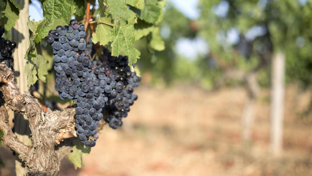 Plan sencillo, pero insuperable: tomarse un vino en Mallorca.