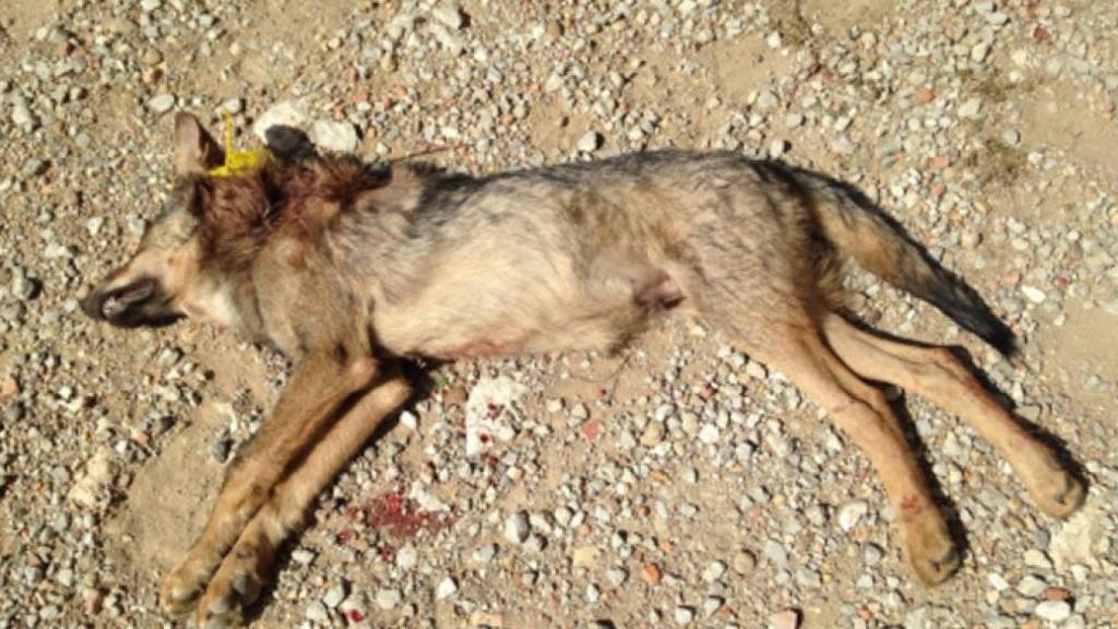 valladolid-lobezno-caceria-animalistas