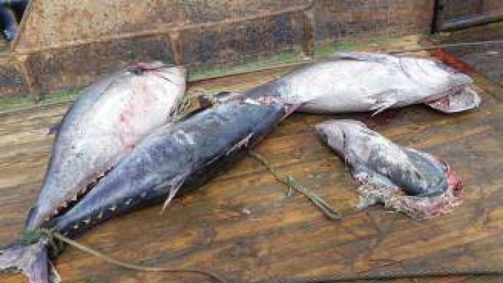 Bonitos capturados con redes de arrastre.