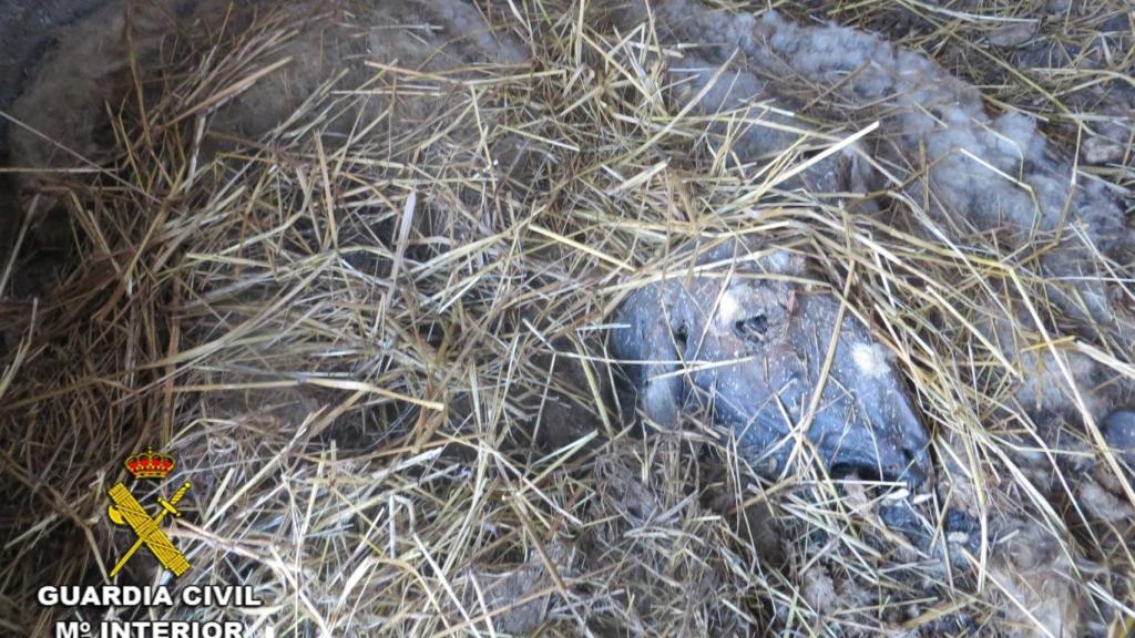 Animal fallecido en el establo de un ganadero.