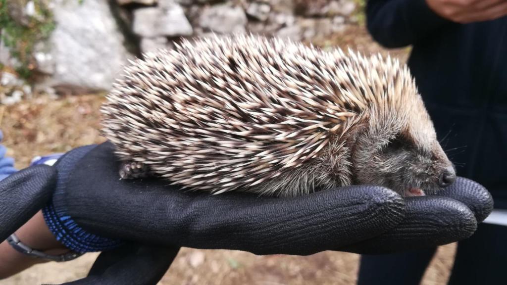 Un voluntario sostiene un erizo al que ha salvado de los incendios en Pontevedra.