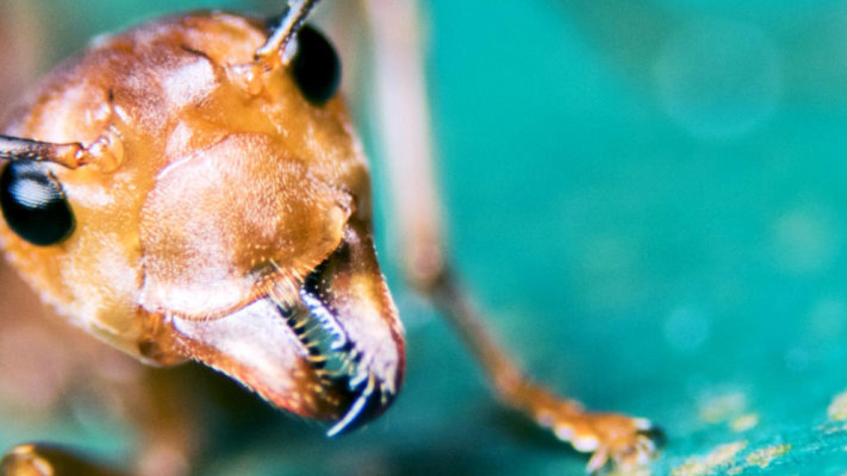 La hormiga de fuego.