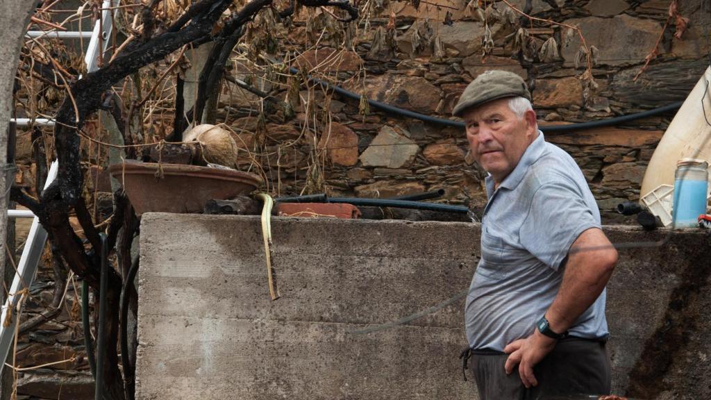 João Freire perdió 296 de sus 300 olivos.