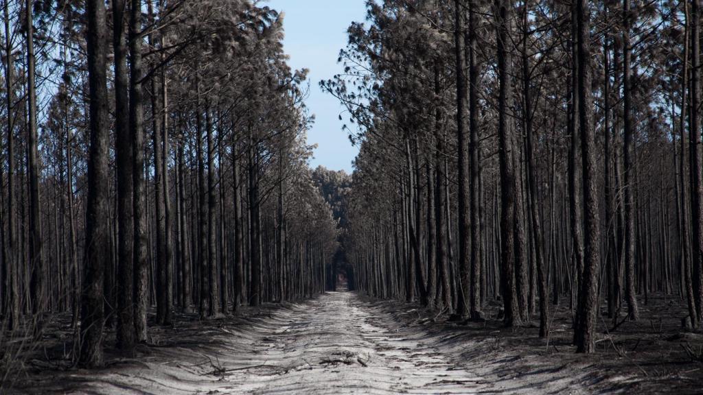 El pinar, tras el incendio del 15 de octubre.