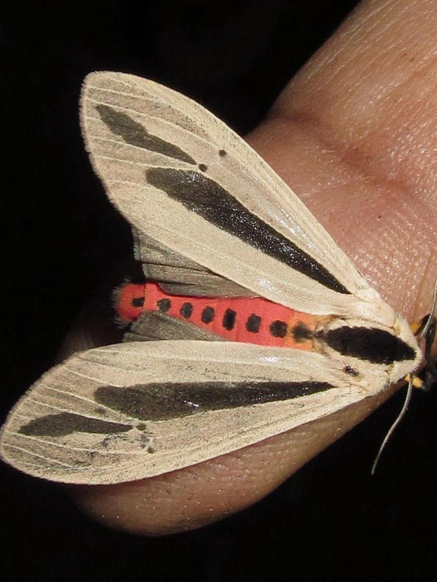 Creatonotos gangis en su estado normal