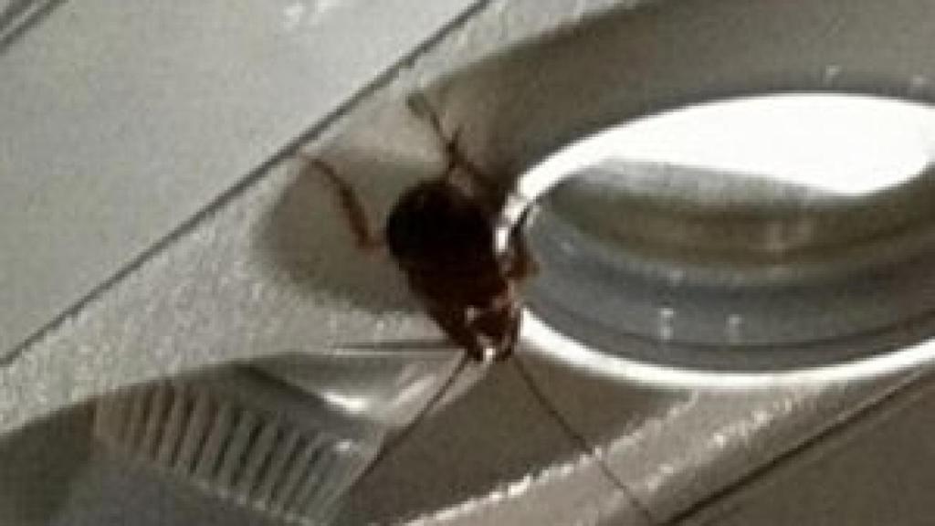 Cucarachas en un avión comercial.