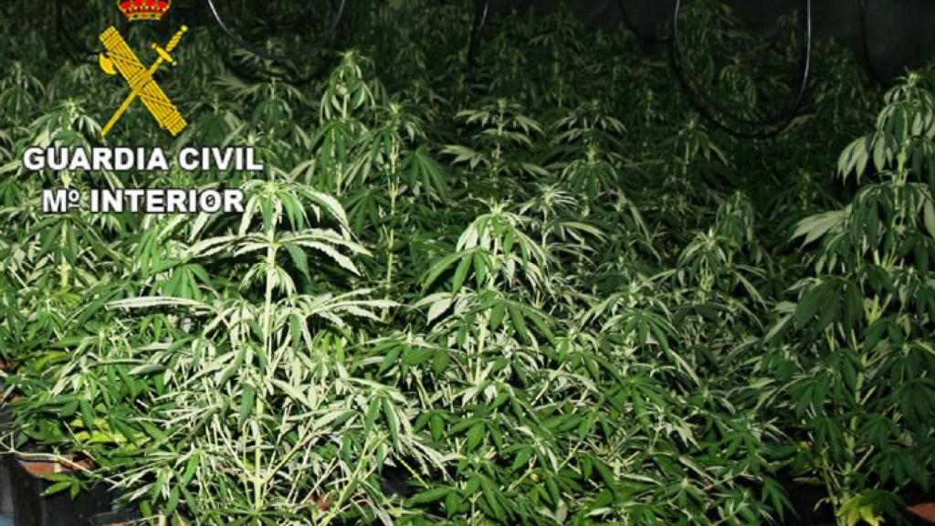plantas-de-marihuana-m