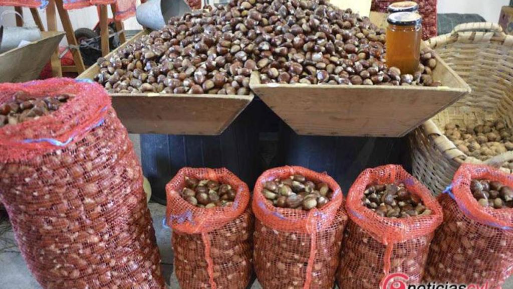 castanha-castana-trancoso