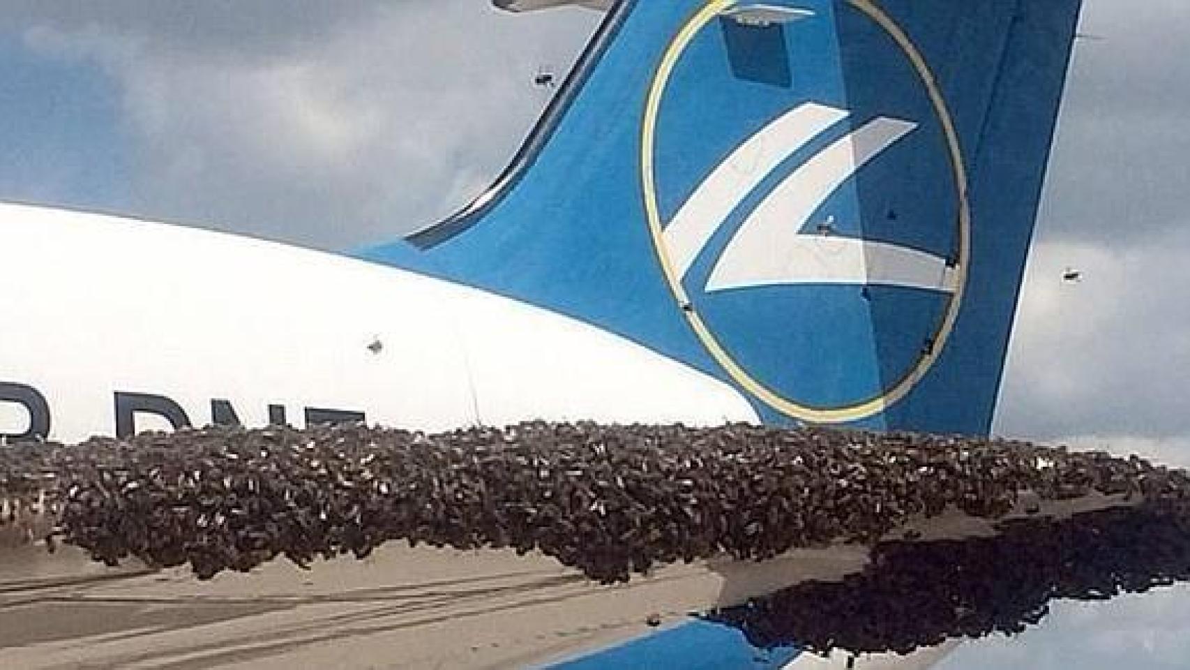 Halloween en los aviones