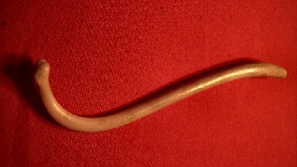 El báculo o hueso peneano de un mapache.