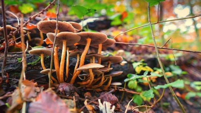 jornadas_micologicas