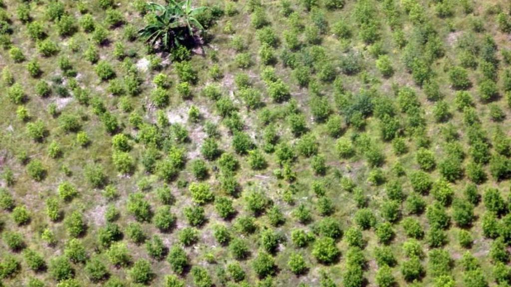Campo de cultivo de coca en Colombia.