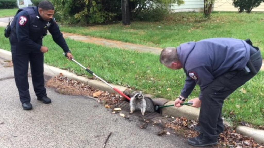 Mapache siendo rescatado