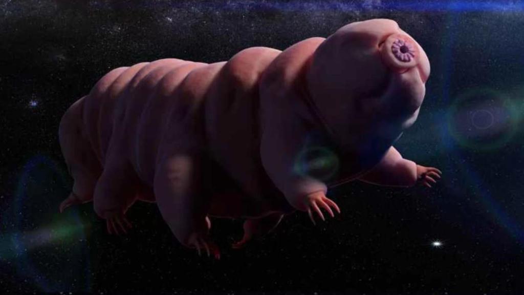Los tardígrados serán los primeros viajeros espaciales más allá del Sistema Solar