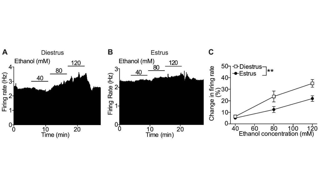 La tasa de activación neurológica se dispara por acción del alcohol en el diestro.